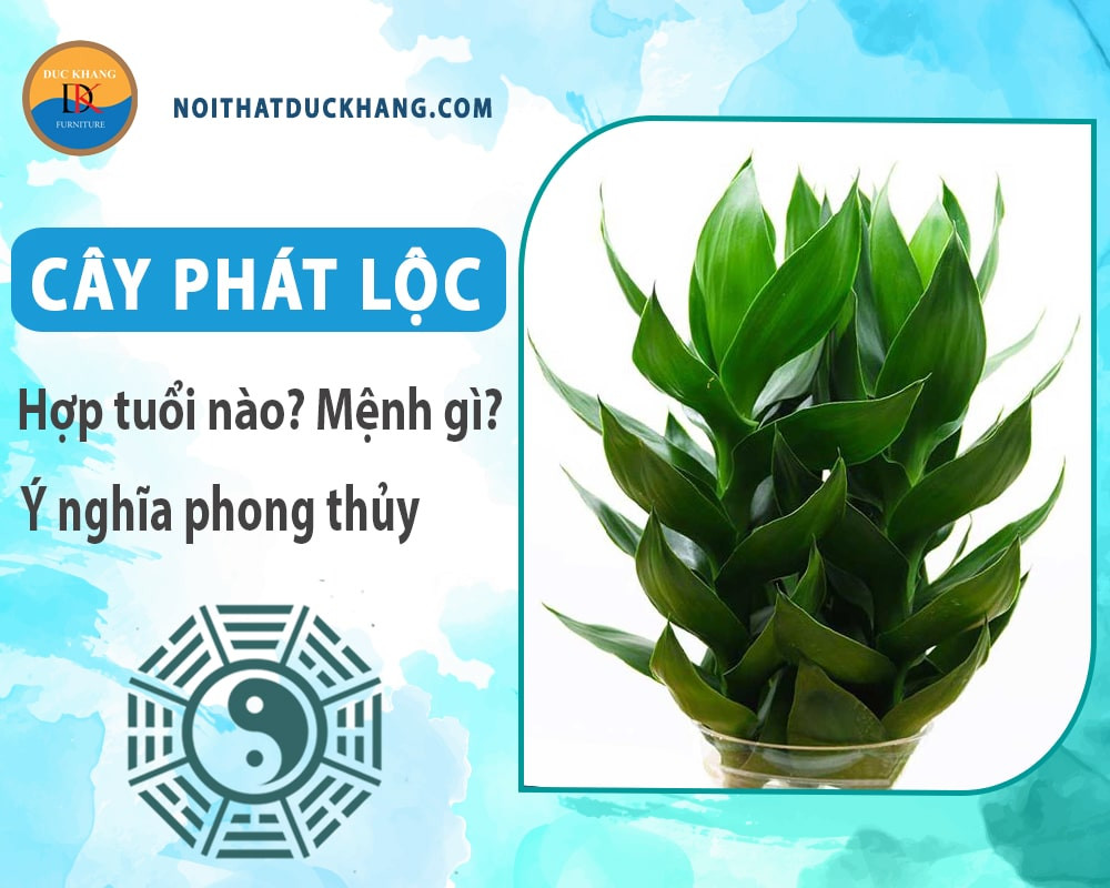 Giá cây phát lộc đa dạng theo kích thước và kiểu dáng