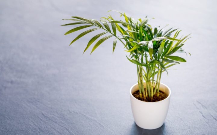 Hình ảnh cây cau tiểu trâm với thân thảo mảnh mai và tán lá xanh mướt