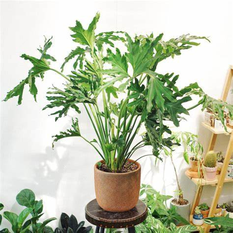Hình ảnh cây trầu bà lá xẻ mang ý nghĩa phong thủy tốt lành cho gia chủ