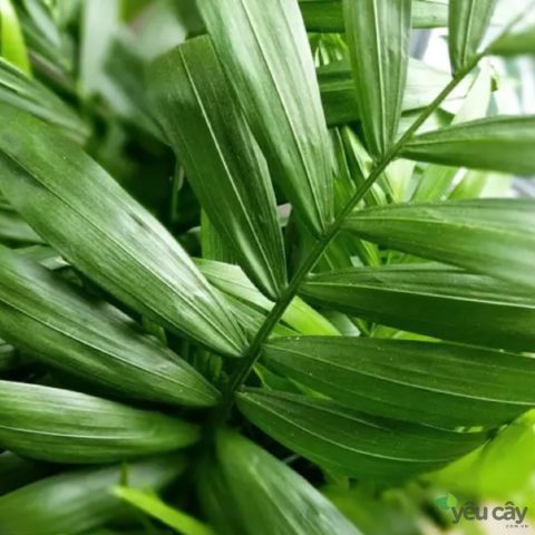 Hình ảnh lá cây cau tiểu trâm xanh mướt, tươi tốt