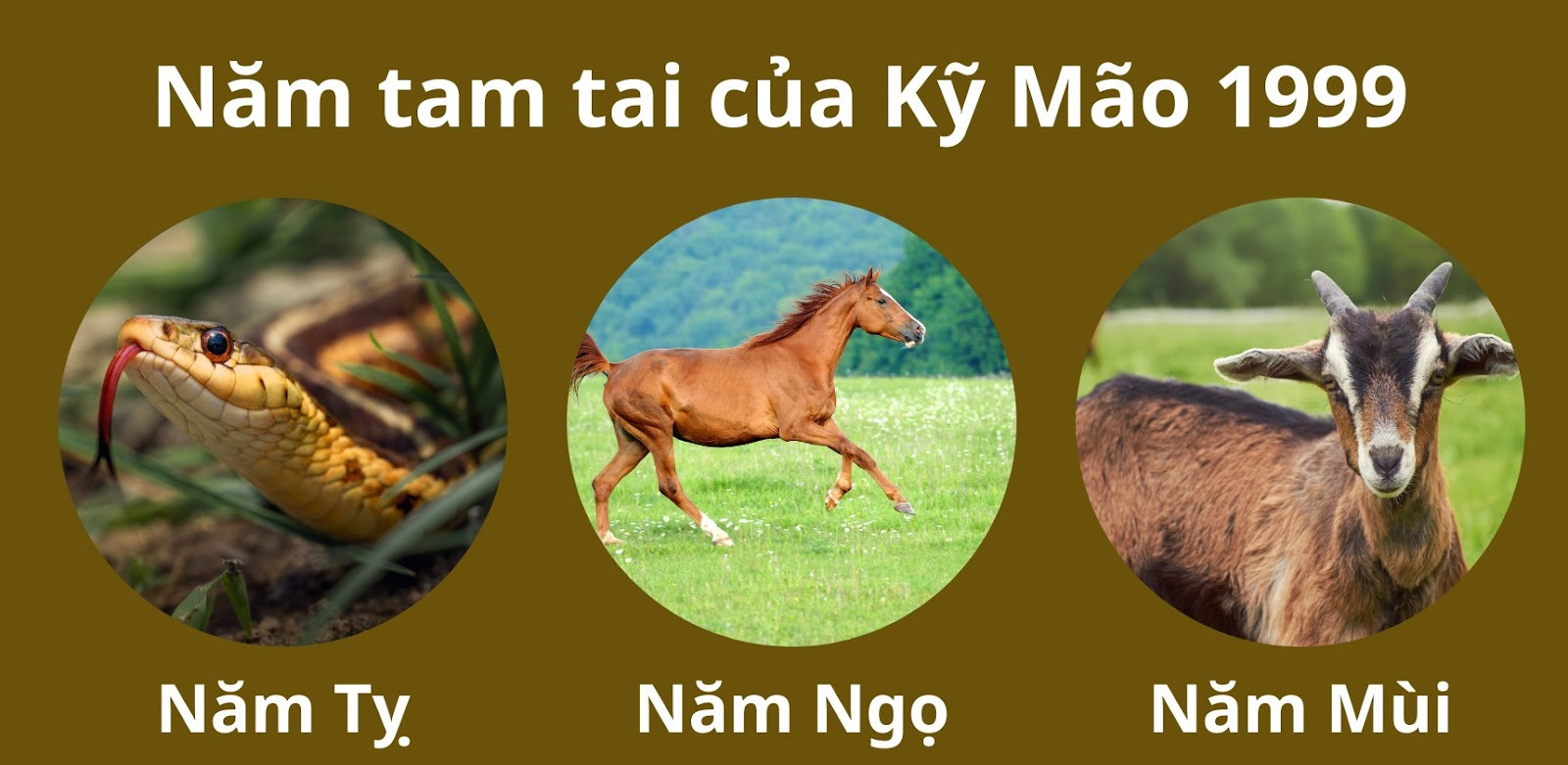 Hình ảnh minh họa cho việc xem xét các năm Tam Tai của tuổi Kỷ Mão 1999