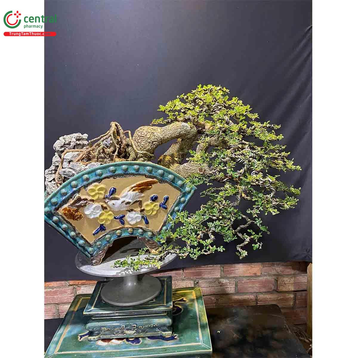 Hình ảnh một cây cần thăng bonsai đẹp mắt