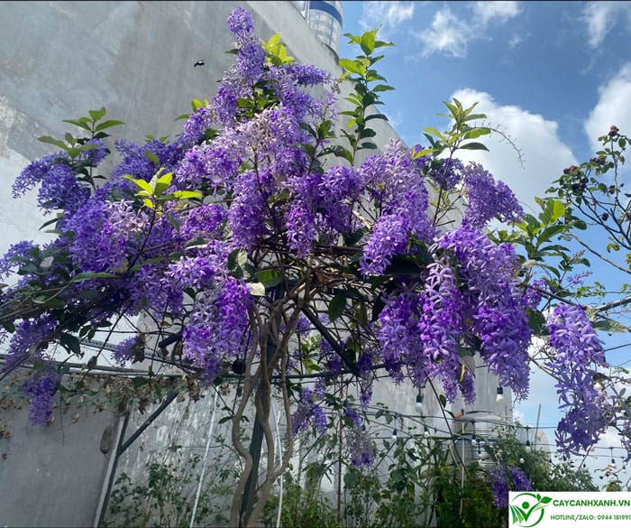 Hướng dẫn trồng cây mai xanh thái đúng cách để cây phát triển tốt, hợp phong thủy