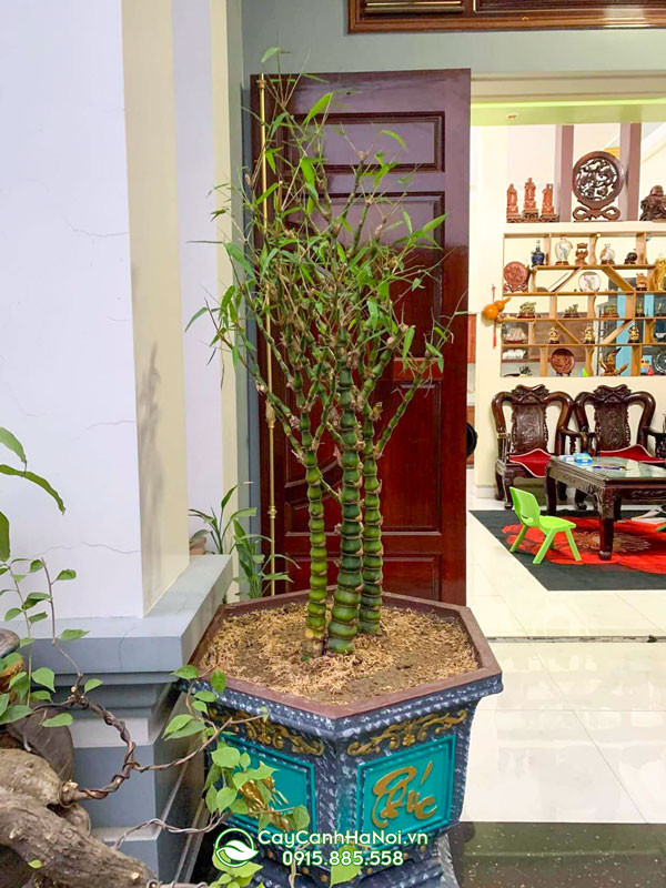 Kỹ thuật chăm sóc cây trúc Phật Bà để cây luôn tươi tốt