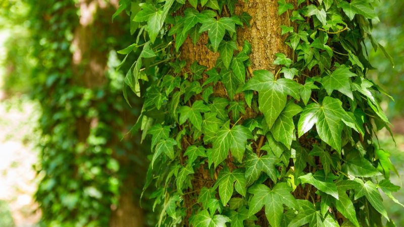 Lá cây thường xuân xanh tươi bám trên thân cây lớn