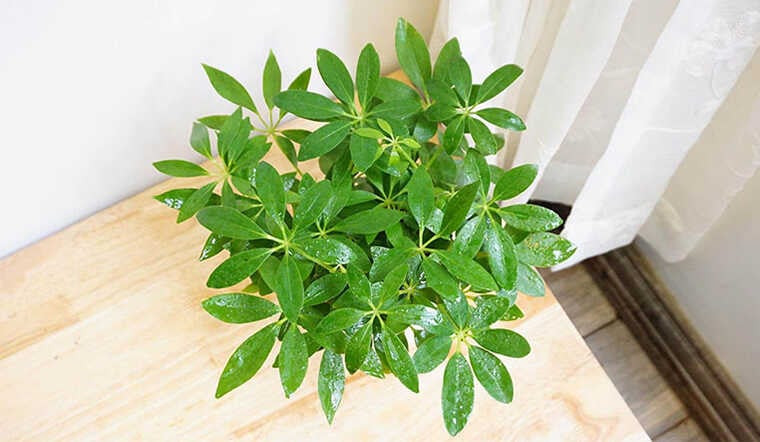 Lá xanh mướt của cây ngũ gia bì, biểu tượng của sự sống và phát triển