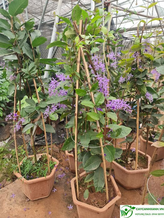 Mai xanh thái nở hoa rực rỡ, mang sắc tím phong thủy hài hòa với các mệnh