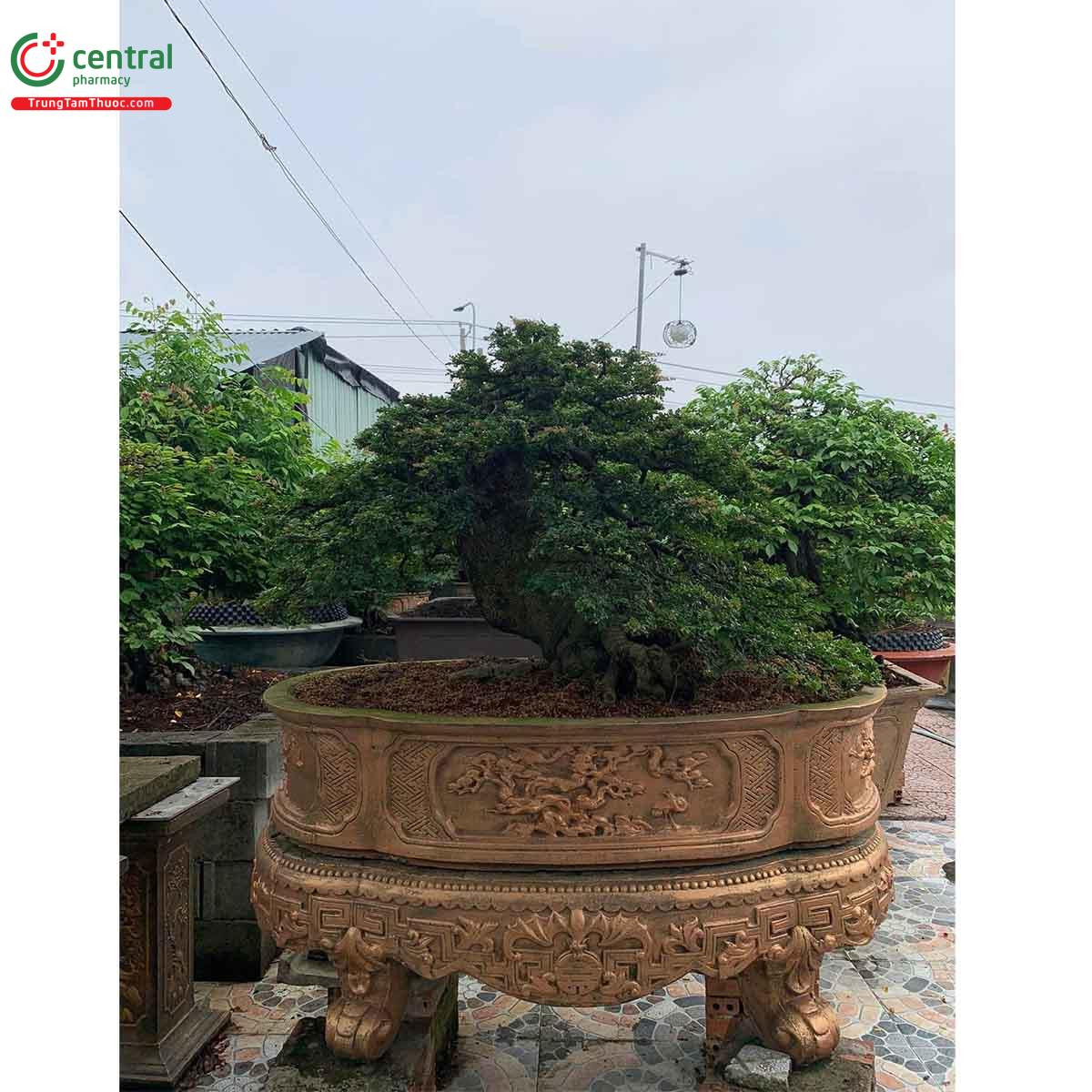 Một cây cần thăng bonsai với thế đứng uy nghi