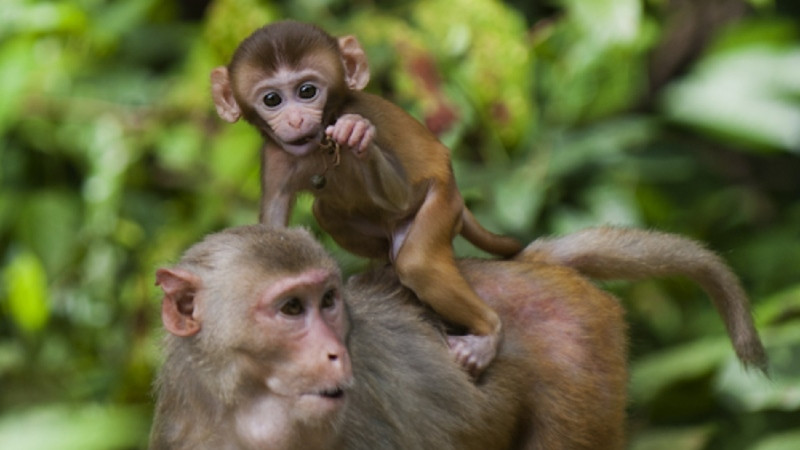 Người tuổi Thân sở hữu vận mệnh nhiều cơ hội thành công
