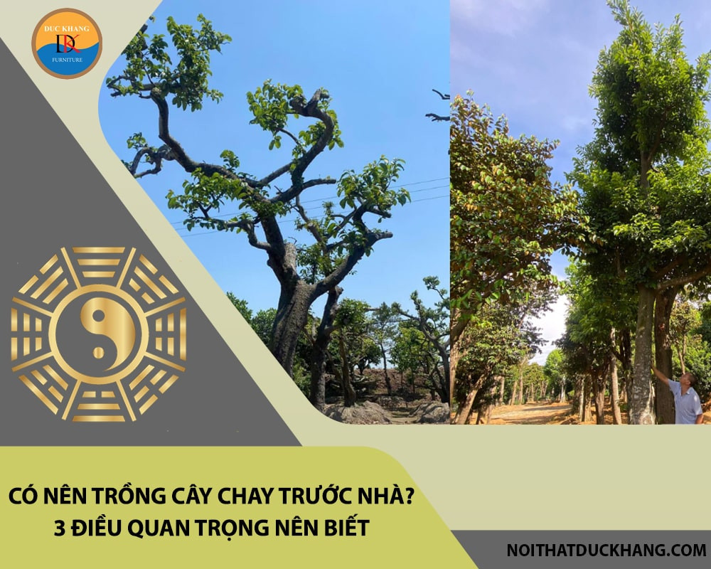 Quả chay mang lại giá trị dinh dưỡng và y học, tượng trưng sự sung túc