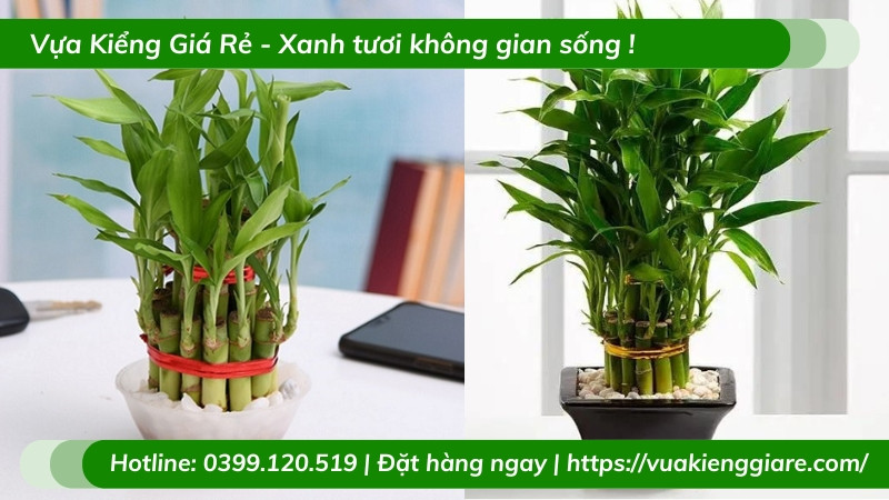 Rễ cây trúc phú quý phát triển trong môi trường thủy sinh, biểu tượng của sự sống bền bỉ