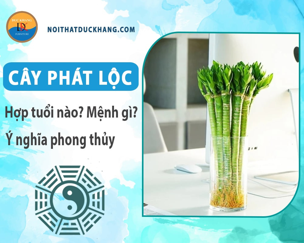 Số lượng cây phát lộc ảnh hưởng đến ý nghĩa phong thủy tài lộc