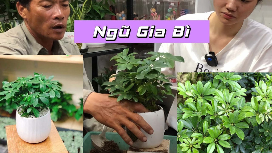 Sự kết hợp hoàn hảo giữa cây ngũ gia bì và yếu tố phong thủy mệnh Mộc