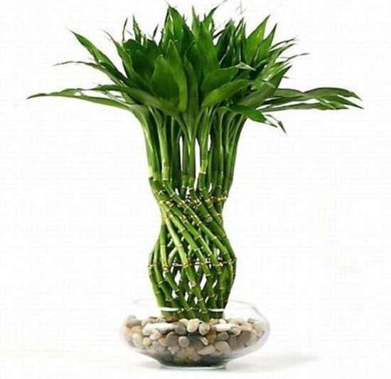 Tiểu cảnh cây trúc phát tài xanh mát trang trí không gian sống