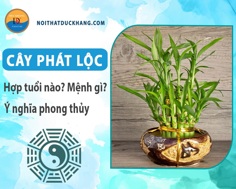 Tìm hiểu cây phát lộc hợp mệnh gì để chọn đúng cho gia chủ