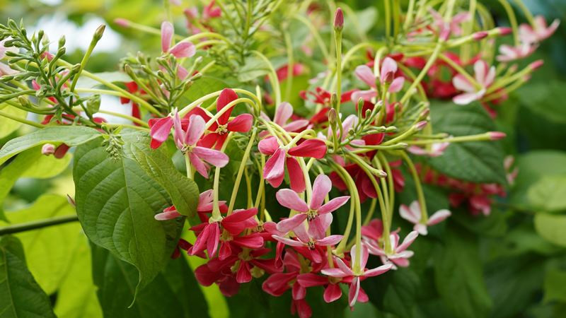 Tránh đặt cây ở nơi quá tối tăm để không làm suy giảm năng lượng tích cực