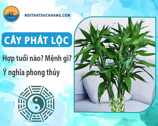 Tránh xa tầm tay trẻ em khi trồng cây phát lộc để đảm bảo an toàn
