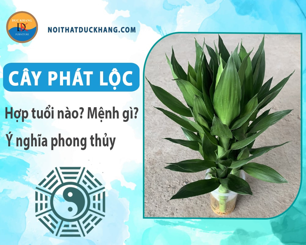 Trồng cây phát lộc thủy sinh đơn giản tại nhà