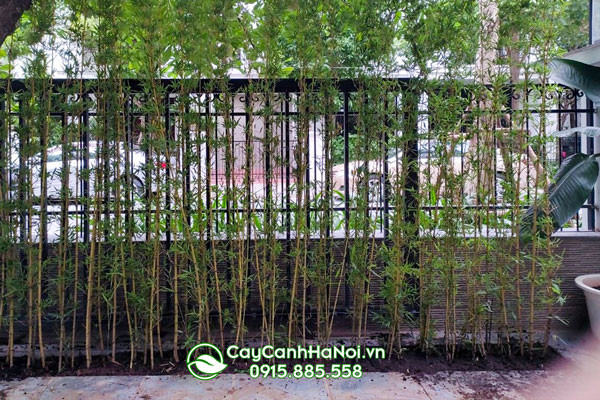 Tượng trưng cho người quân tử với dáng đứng thẳng của cây trúc quân tử