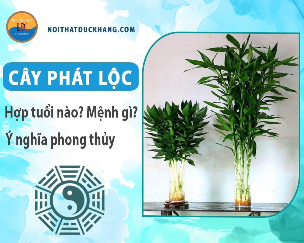 Vị trí đặt cây phát lộc trong nhà để tối ưu phong thủy