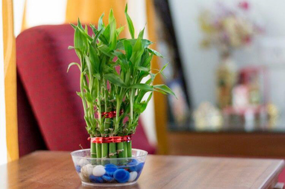 Vị trí đặt cây phát tài ở góc phòng Đông Nam giúp tăng cường sinh khí và tài lộc