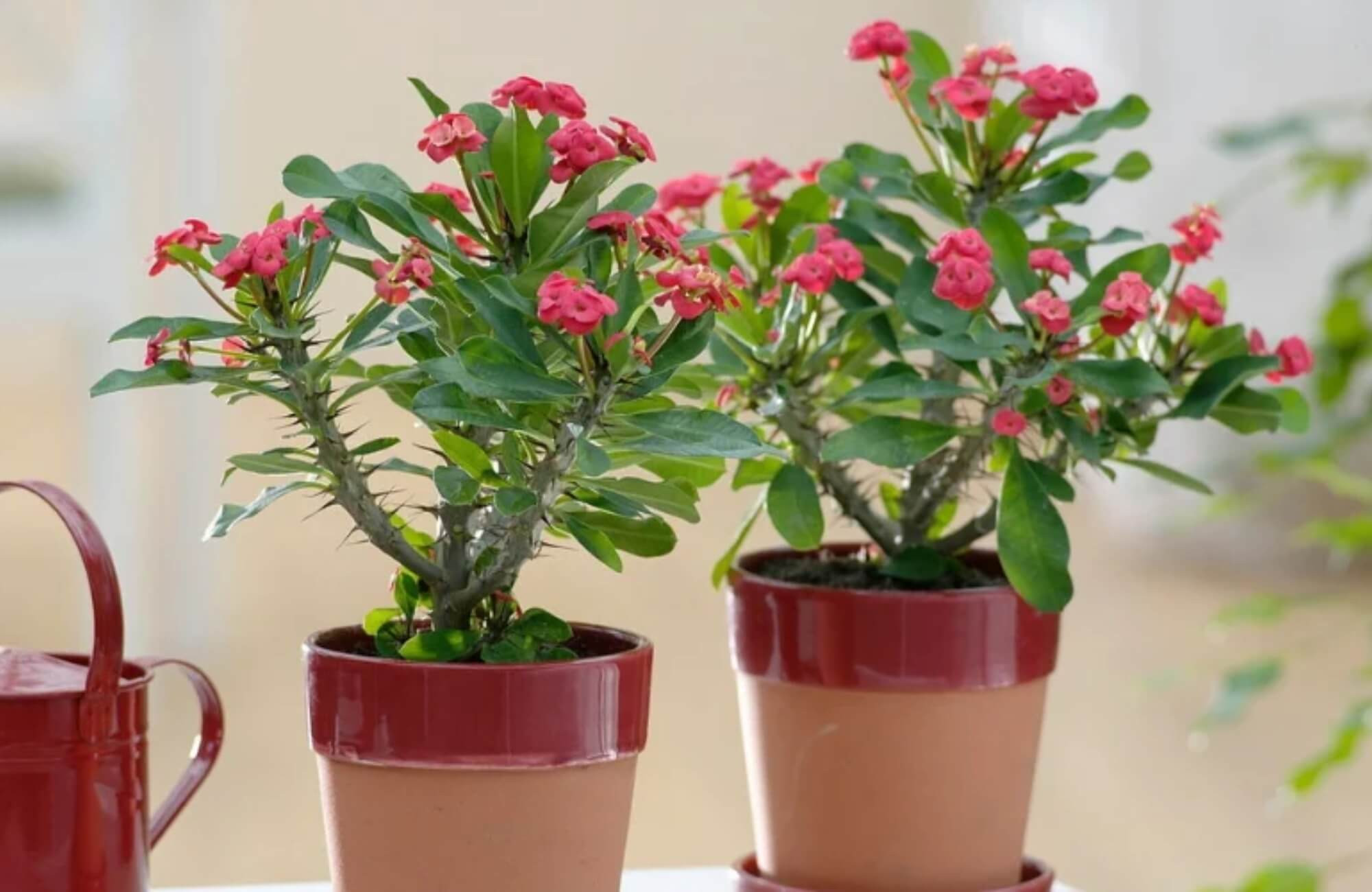 Vị trí đặt cây xương rồng Bát Tiên trong nhà để thu hút tài lộc và tránh những điều kiêng kỵ phong thủy.