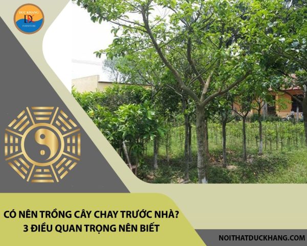 Ý nghĩa cây chay trong phong thủy nhà ở
