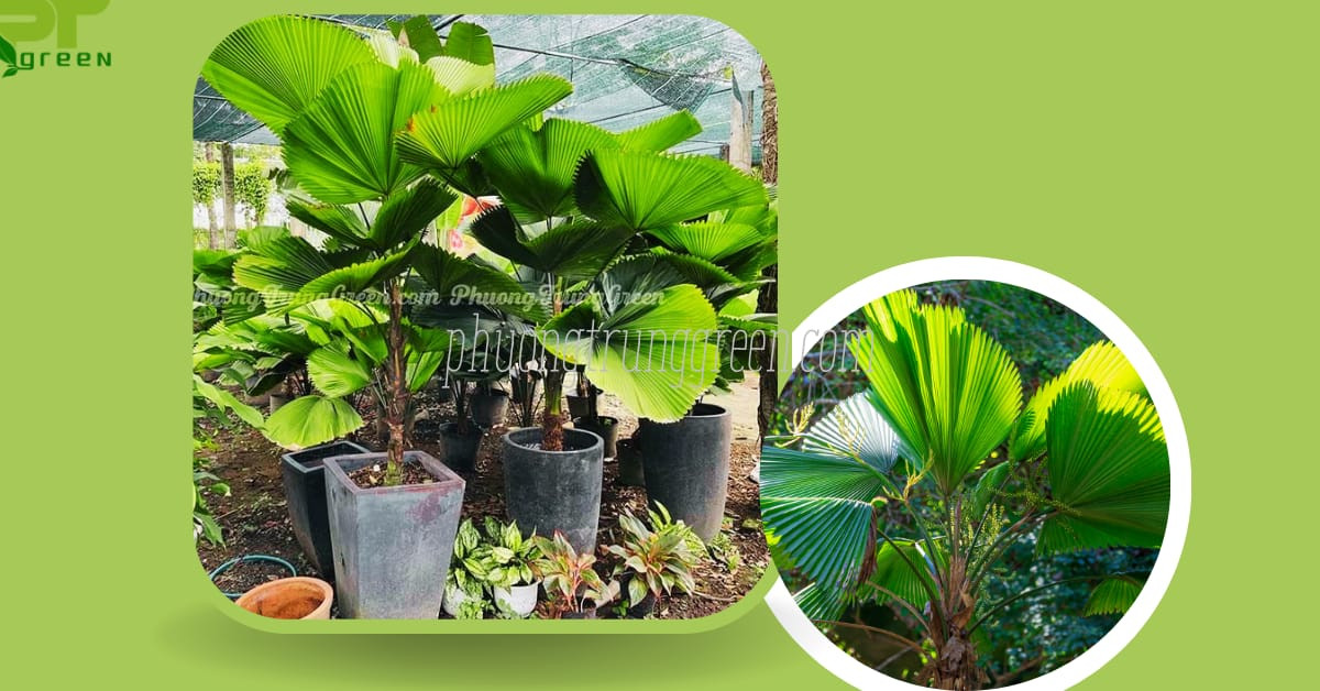Ý nghĩa của cây cọ nhật