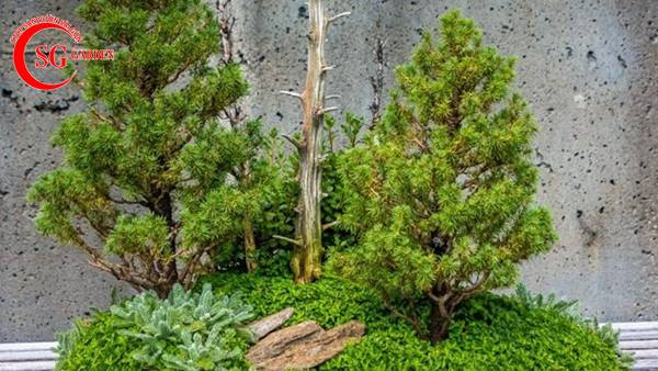 ý nghĩa phong thủy cây sơn tùng hợp mệnh gì