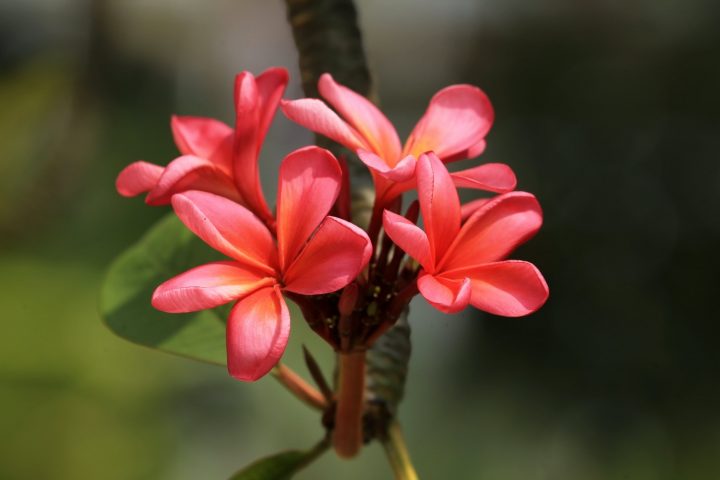 tử vi hàng tuần hôm nay