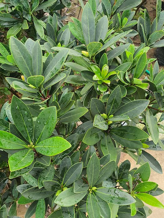 Bonsai trà tứ quý với hoa nở rộ bốn mùa
