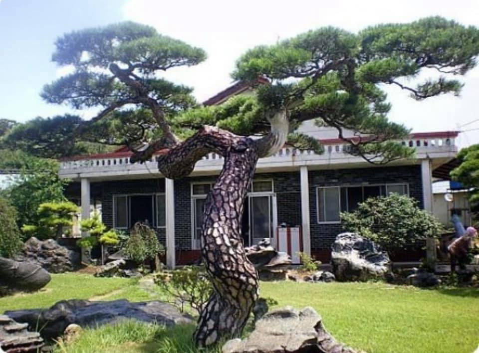Bonsai Tùng La Hán đặt bàn làm việc, thu hút năng lượng tích cực