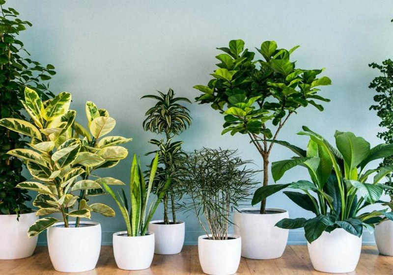 Các loại cây phong thủy phổ biến hợp với người mệnh Thổ