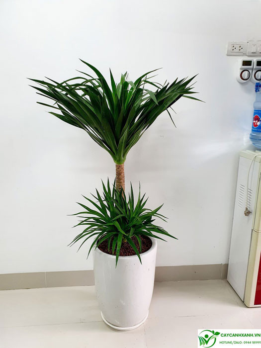 Các loại hình dáng khác nhau của cây phát tài núi