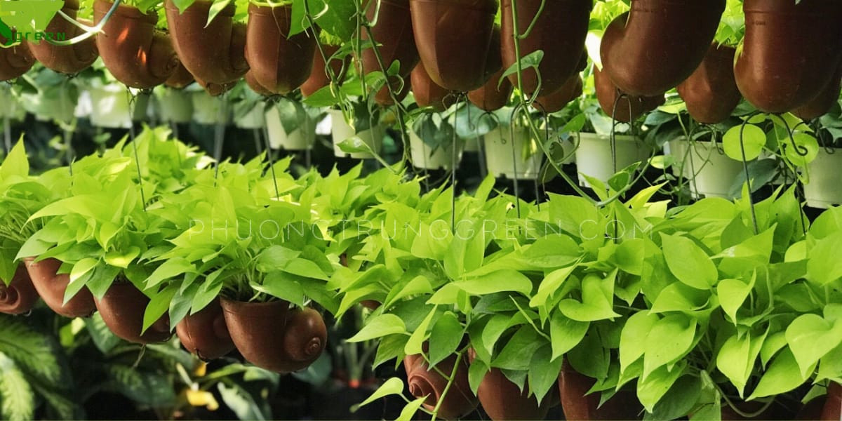 Cách chăm sóc cây trầu bà vàng để duy trì sức sống và màu sắc lá