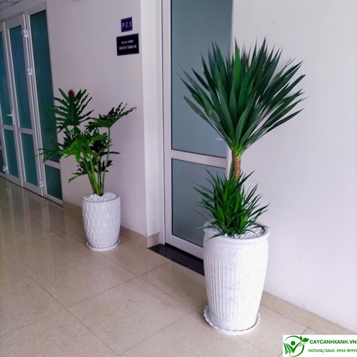 Cách trồng cây phát tài núi bằng cách nhân giống hoặc mua cây giống sẵn