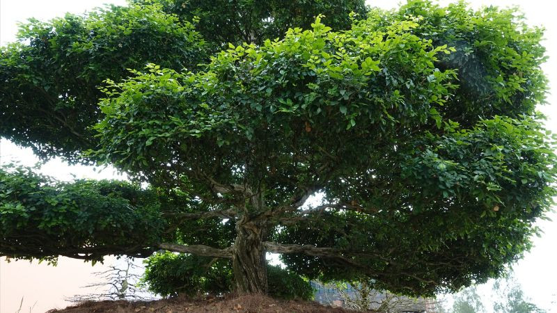 Cận cảnh những bông hoa nguyệt quế nhỏ màu vàng tinh khiết