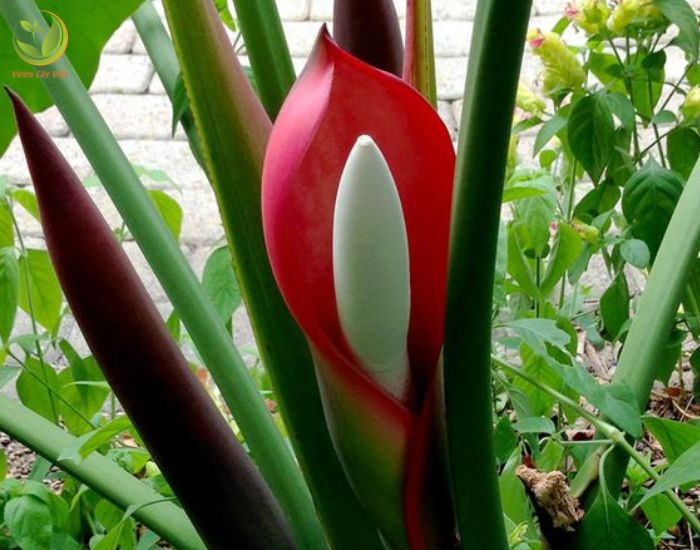Cận cảnh tán lá xanh thẫm và đỏ của cây trầu bà Đế Vương Đỏ