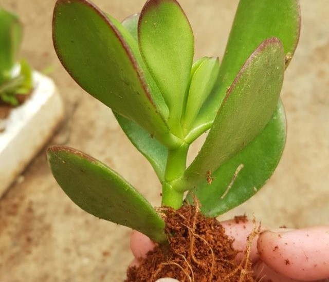 Cành ngọc bích sau khi cắt bắt đầu quá trình ra rễ