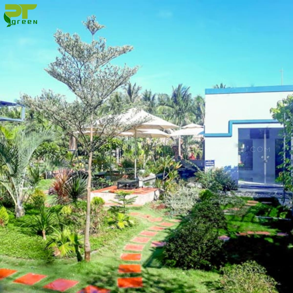 Cây bàng cẩm thạch trang trí ngoài trời tạo bóng mát và thẩm mỹ