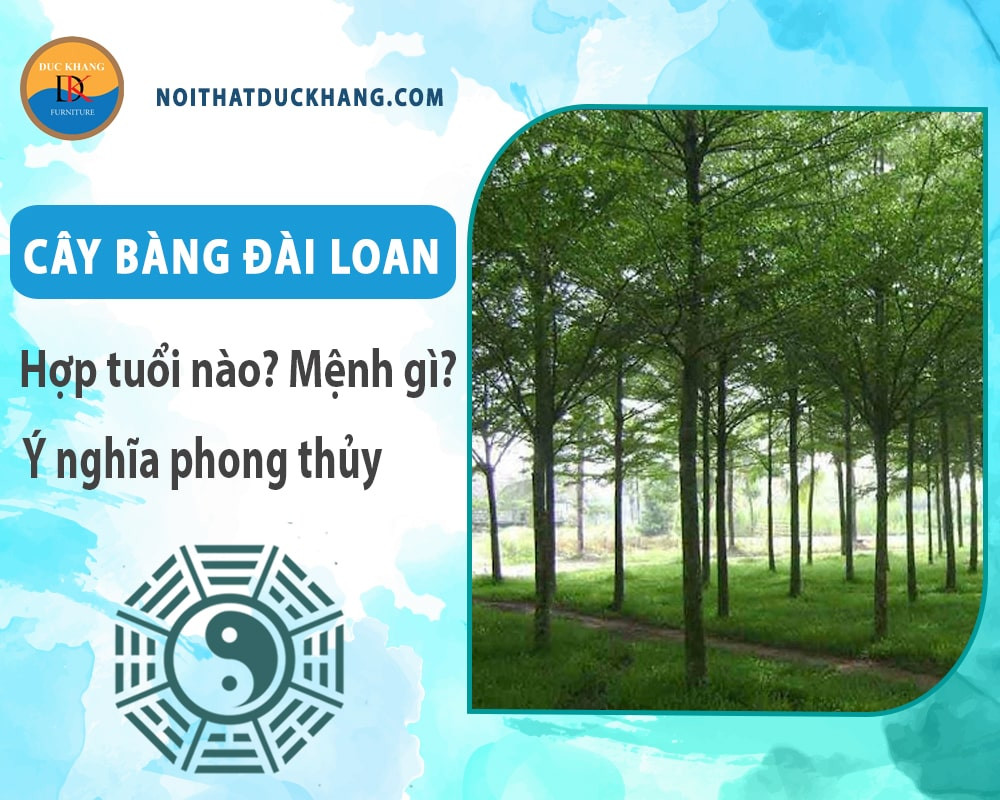 Cây bàng Đài Loan bị sâu bệnh cần được xử lý kịp thời