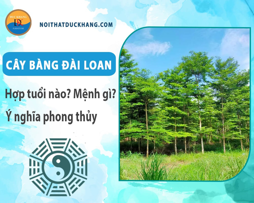 Cây bàng Đài Loan tạo bóng mát xanh tươi cho khu vực công cộng