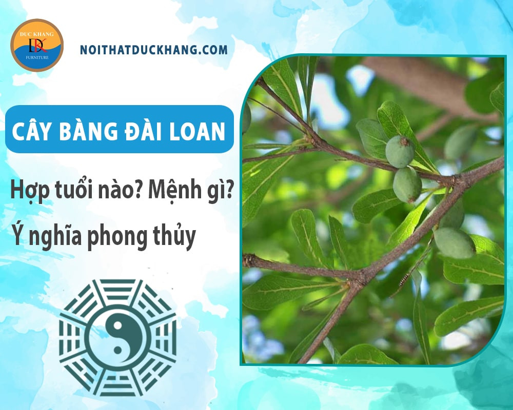 Cây bàng Đài Loan trồng ở không gian ngoài trời với tán lá xòe rộng và rễ bám sâu