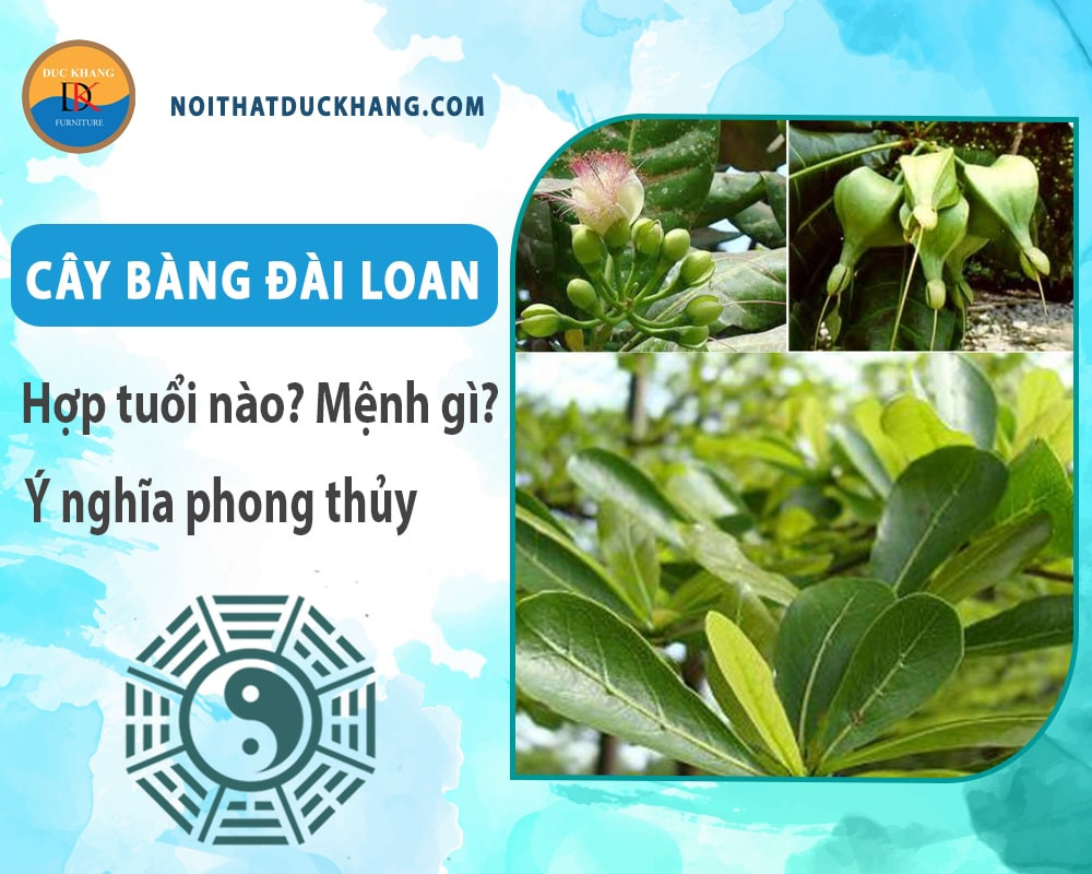 Cây bàng Đài Loan trưởng thành cần ít nước hơn nhưng vẫn cần ánh sáng đầy đủ