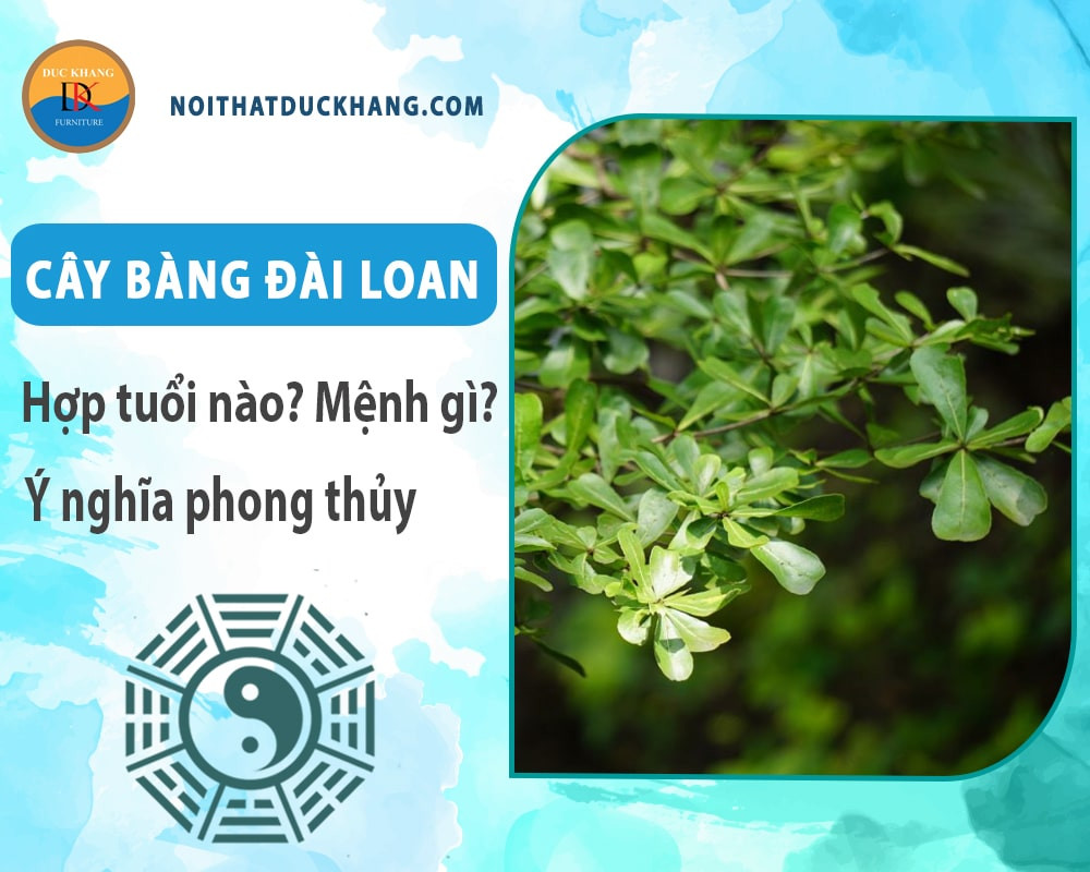 Cây bàng Đài Loan với kích thước lớn đang được chăm sóc tại vườn ươm