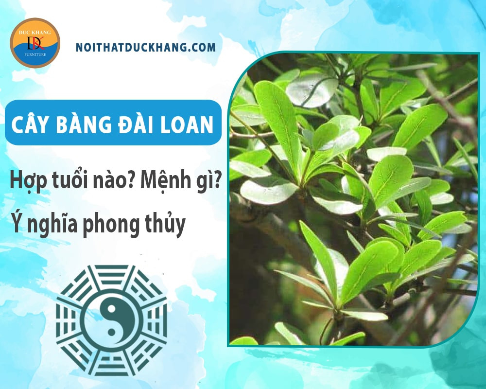 Cây bàng Đài Loan với tán lá tươi tốt, tượng trưng cho sự trường tồn và phát triển