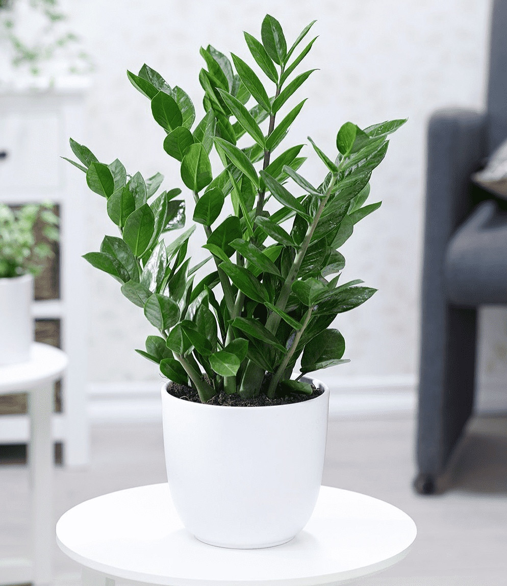 Cây cảnh hợp với người tuổi Hợi