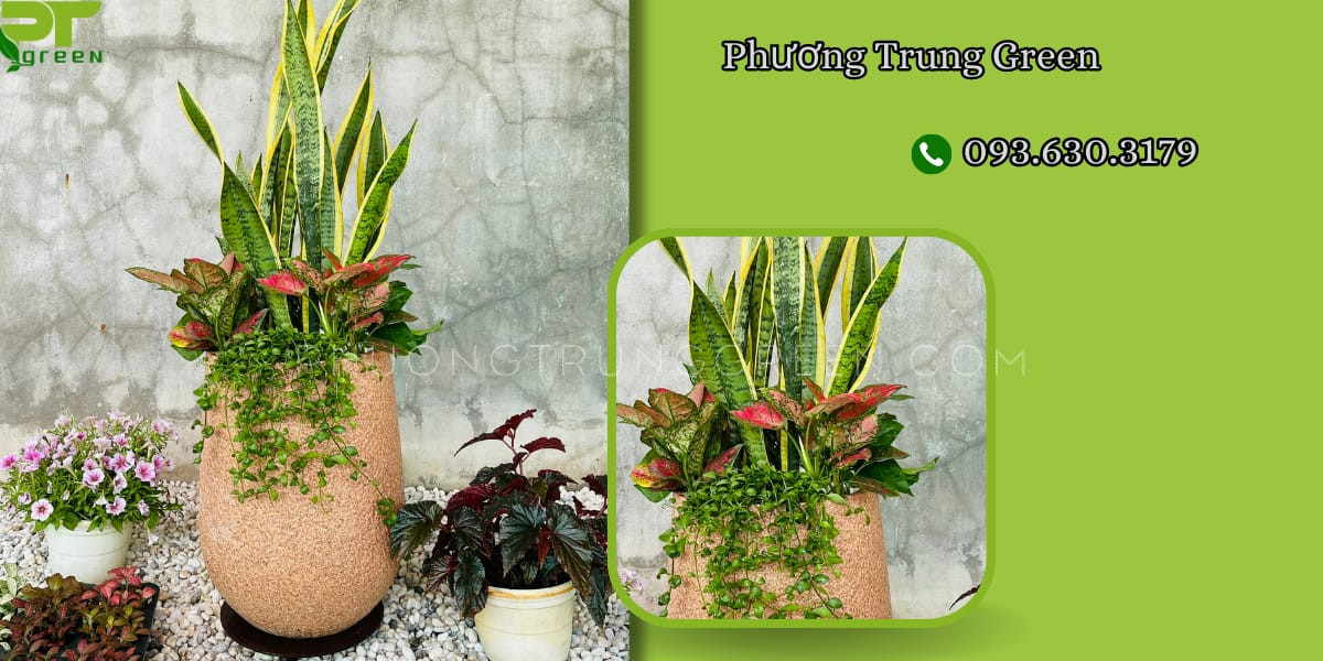 Cây đô la phối hợp với cây khác tăng vẻ đẹp chậu cây