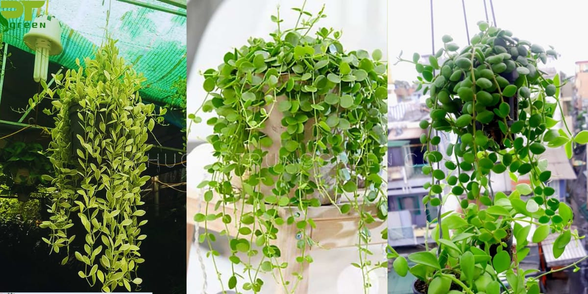Cây đô la trang trí không gian và lọc không khí hiệu quả