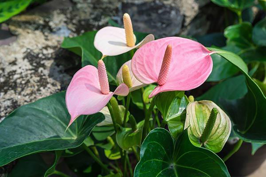 Cây hồng môn với lá xanh và hoa màu hồng nhạt, giúp thanh lọc không khí hiệu quả